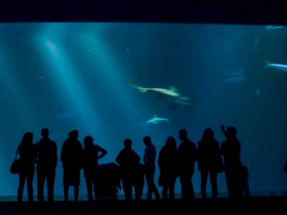Observando tubarões no Aquário de Monterey, no litoral da Califórnia, nos Estados Unidos